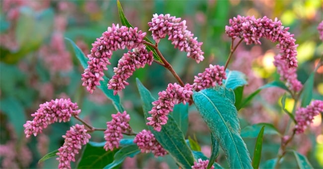 Via la stanchezza con il pepe d'acqua