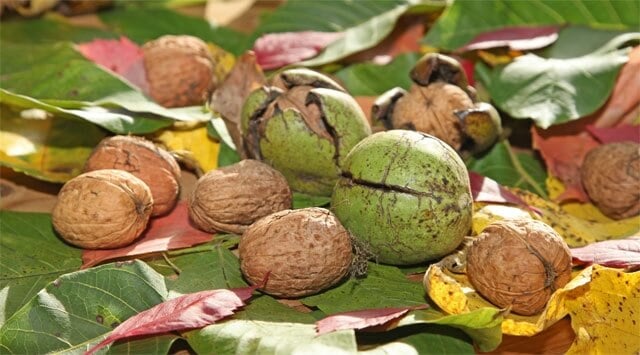 Walnut, fiore della forza e della flessibilità
