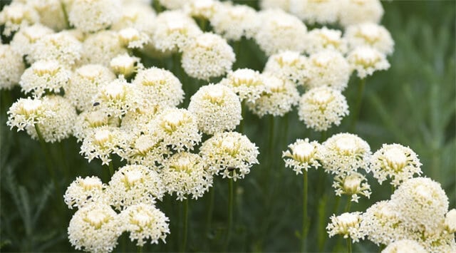 Yarrow: lo scudo antistress