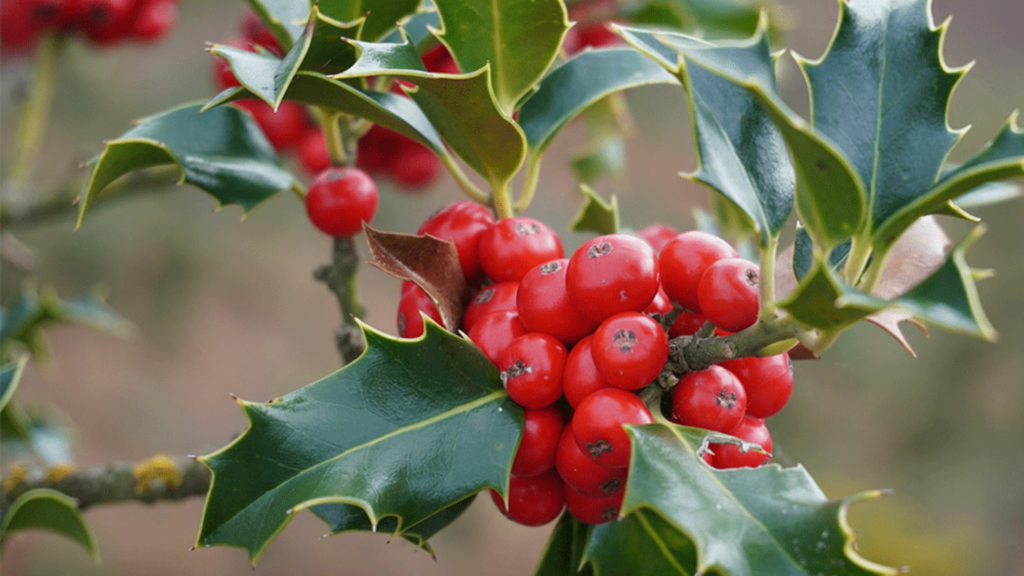 Holly, fiore di Bach: cos’è, a cosa serve e la posologia