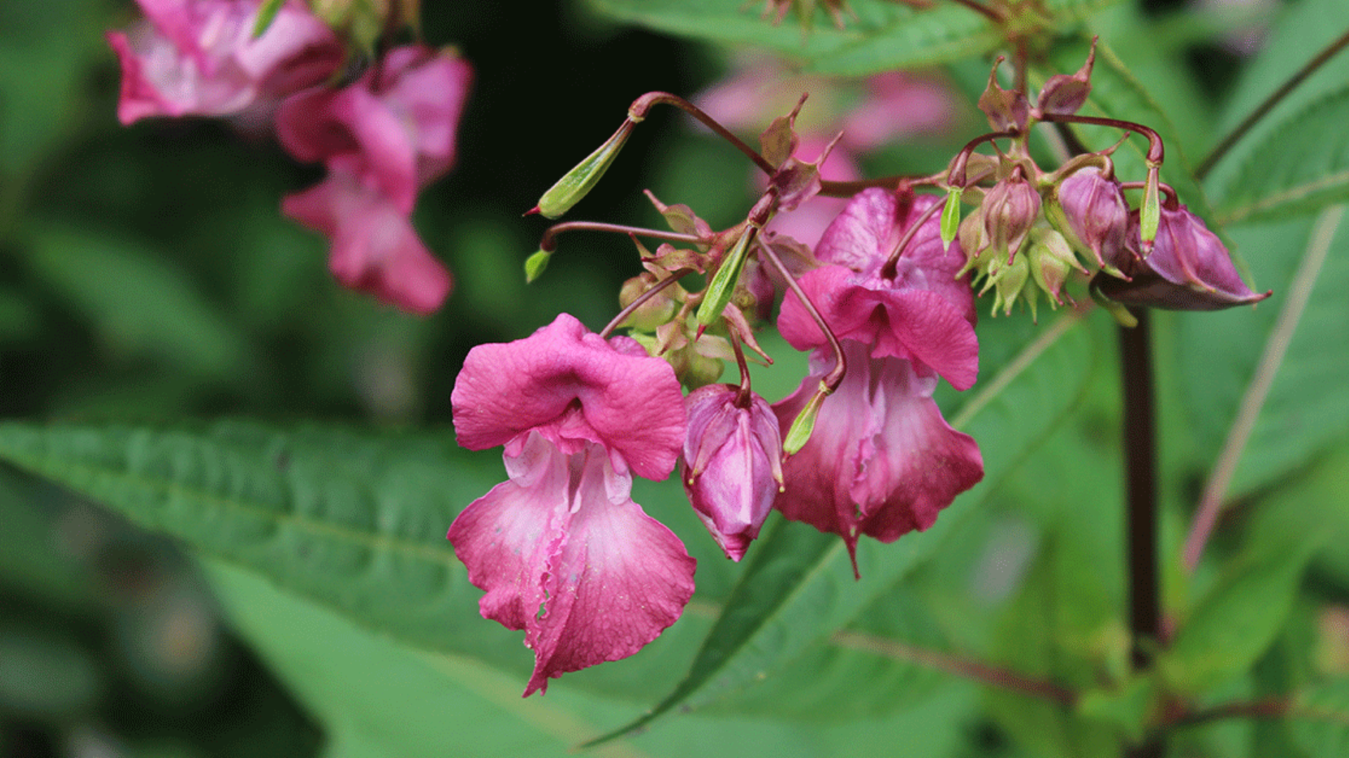 Impatiens, fiore di Bach: a cosa serve, a chi è indicato e posologia