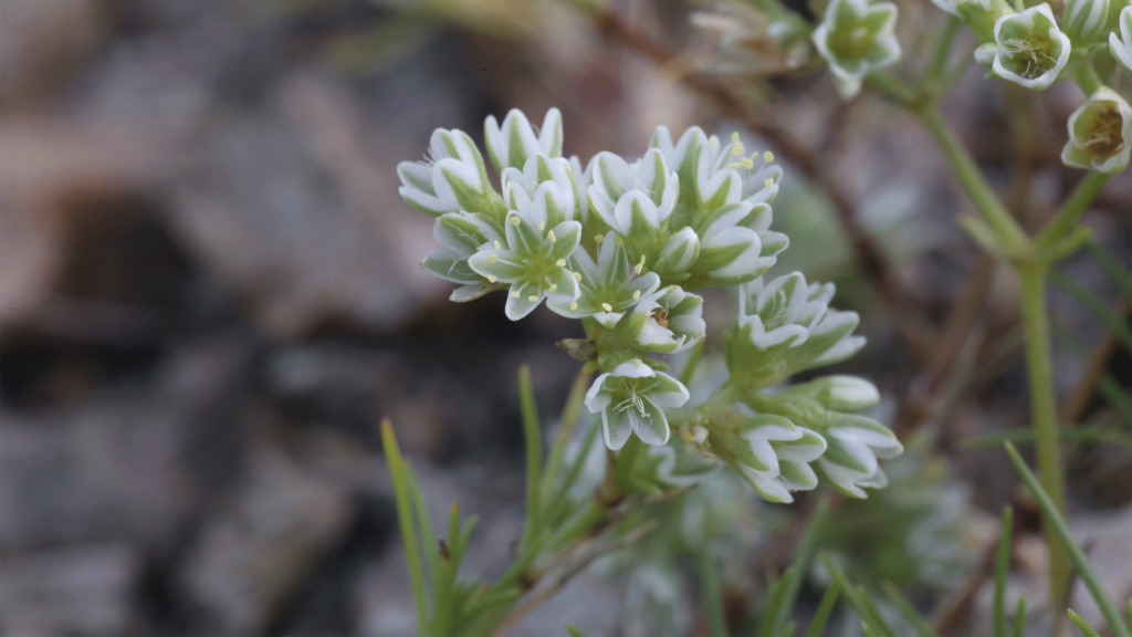 Scleranthus, fiore di Bach: proprietà, a cosa serve e posologia