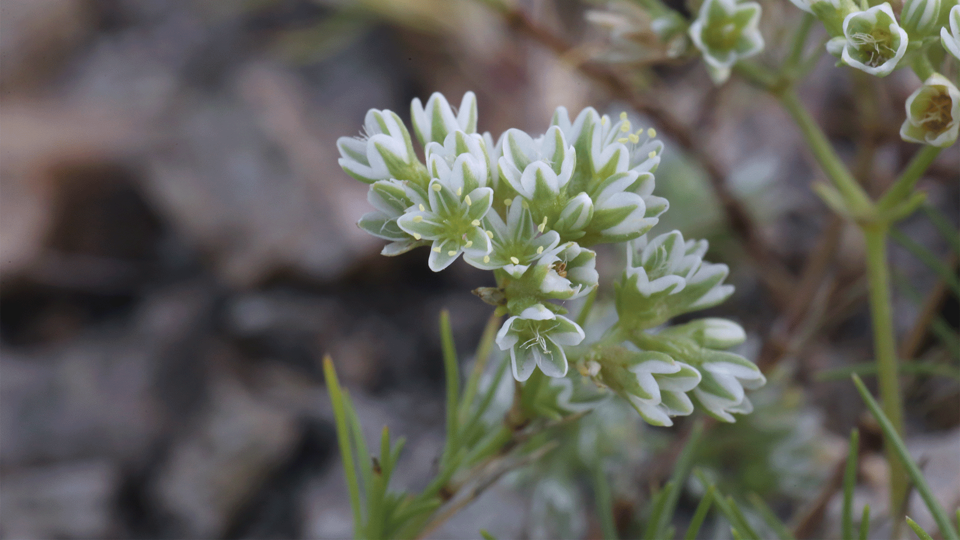 Scleranthus, fiore di Bach: proprietà, a cosa serve e posologia