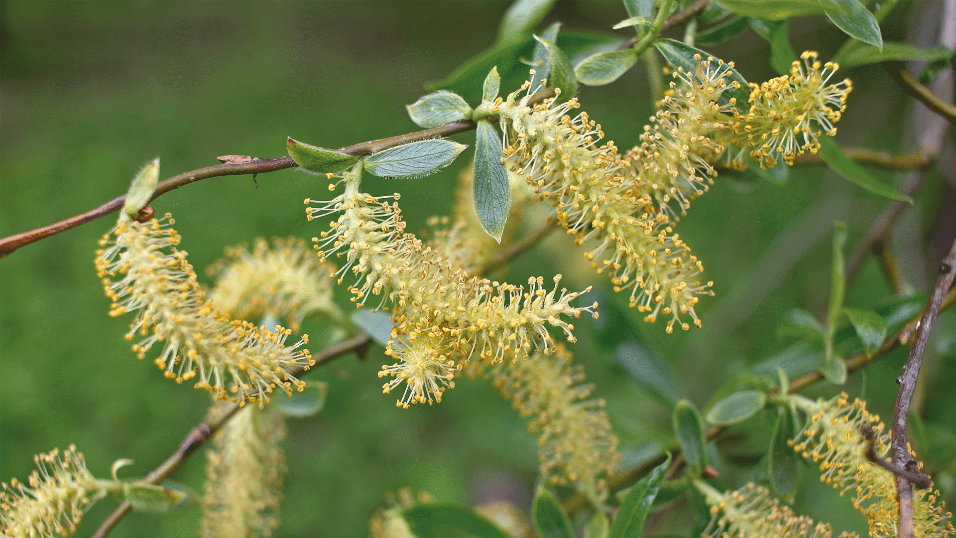 Willow, fiore di Bach: proprietà, a cosa serve e posologia