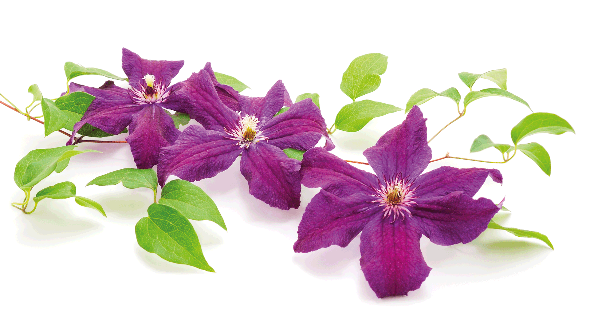 Fiori di Bach: clematis