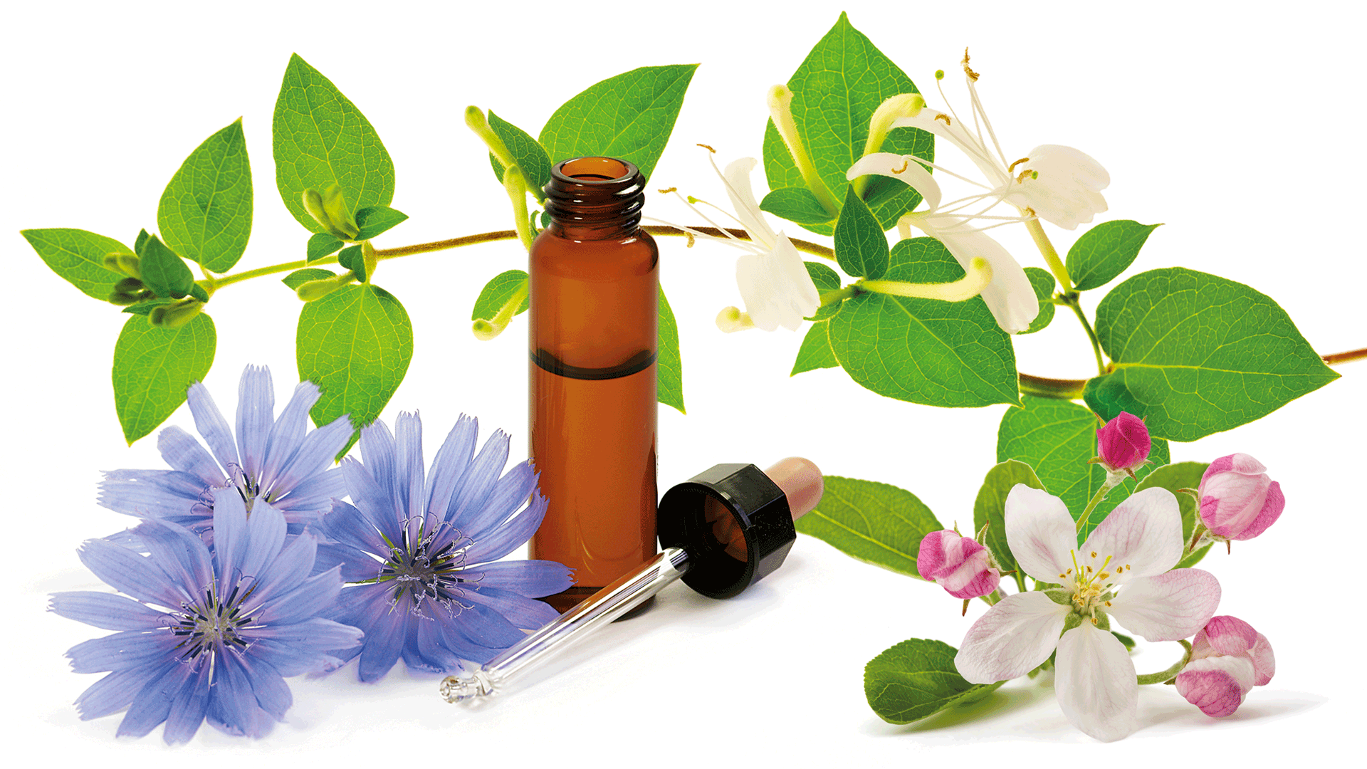 Fiori di Bach: la preparazione