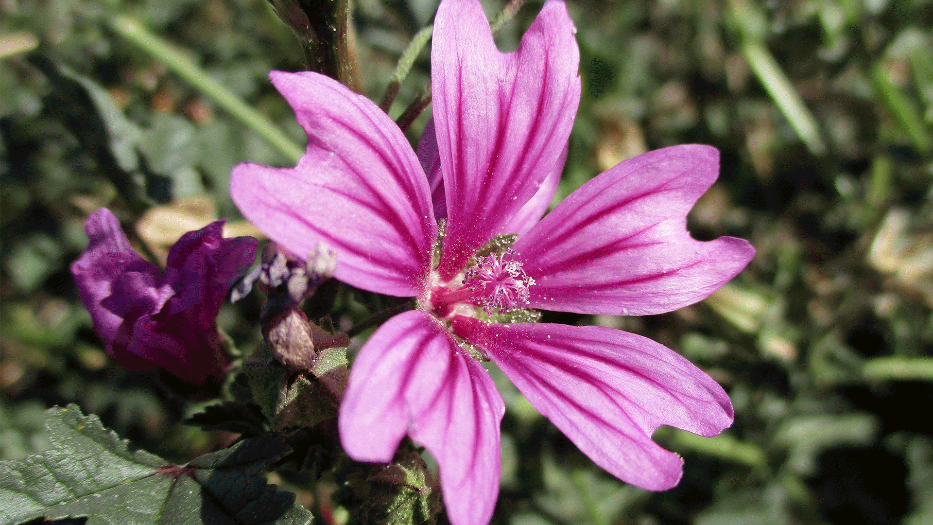 Mucillagine di malva: proprietà, a cosa serve e controindicazioni