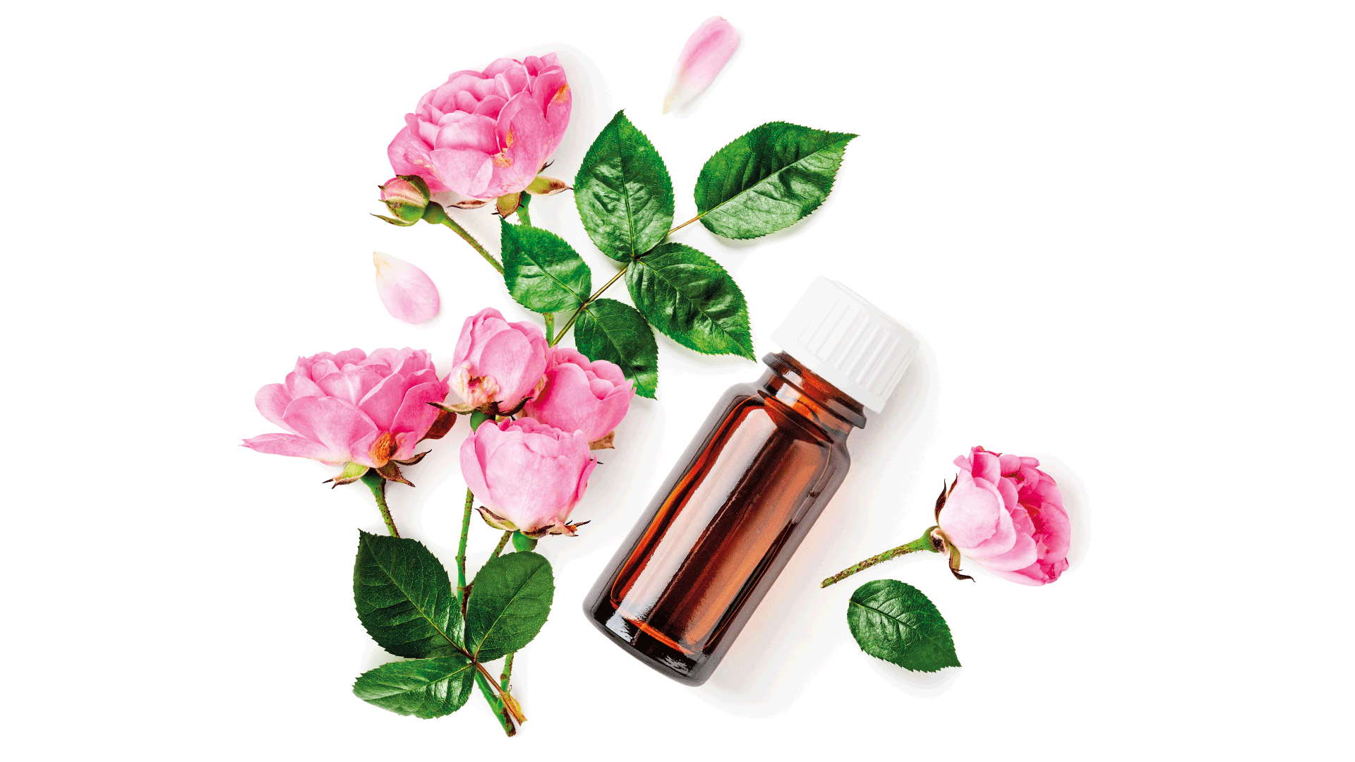 Olio essenziale di rosa damascena