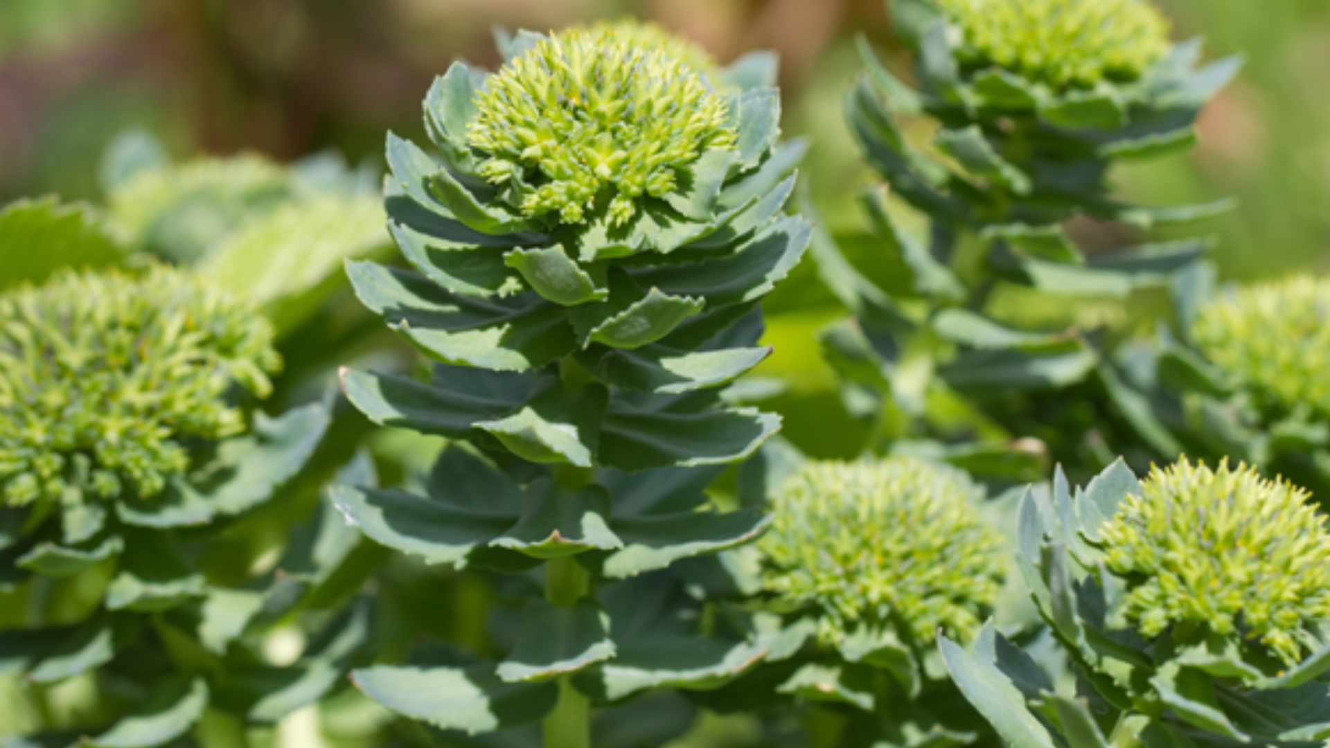Rhodiola rosea: cos’è, proprietà, benefici, modi d’uso e controindicazioni