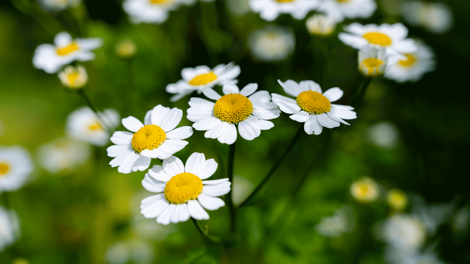 Camomilla: proprietà, benefici, rimedi naturali e uso in cosmesi