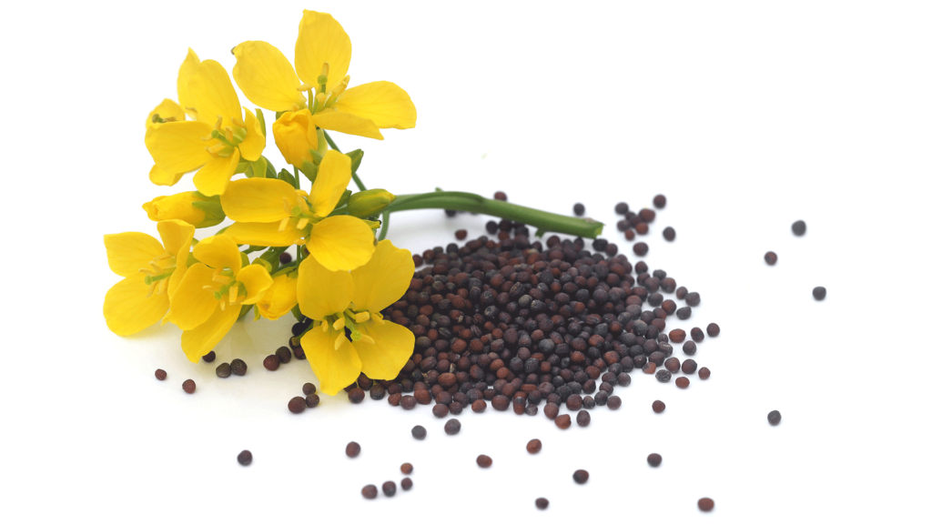 Mustard, fiore di Bach: cos’è, a cosa serve, a chi è indicato, posologia
