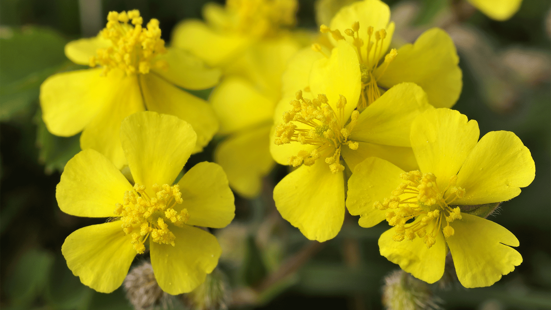 Rock Rose, fiore di Bach: cos’è, a cosa serve, a chi è indicato, posologia