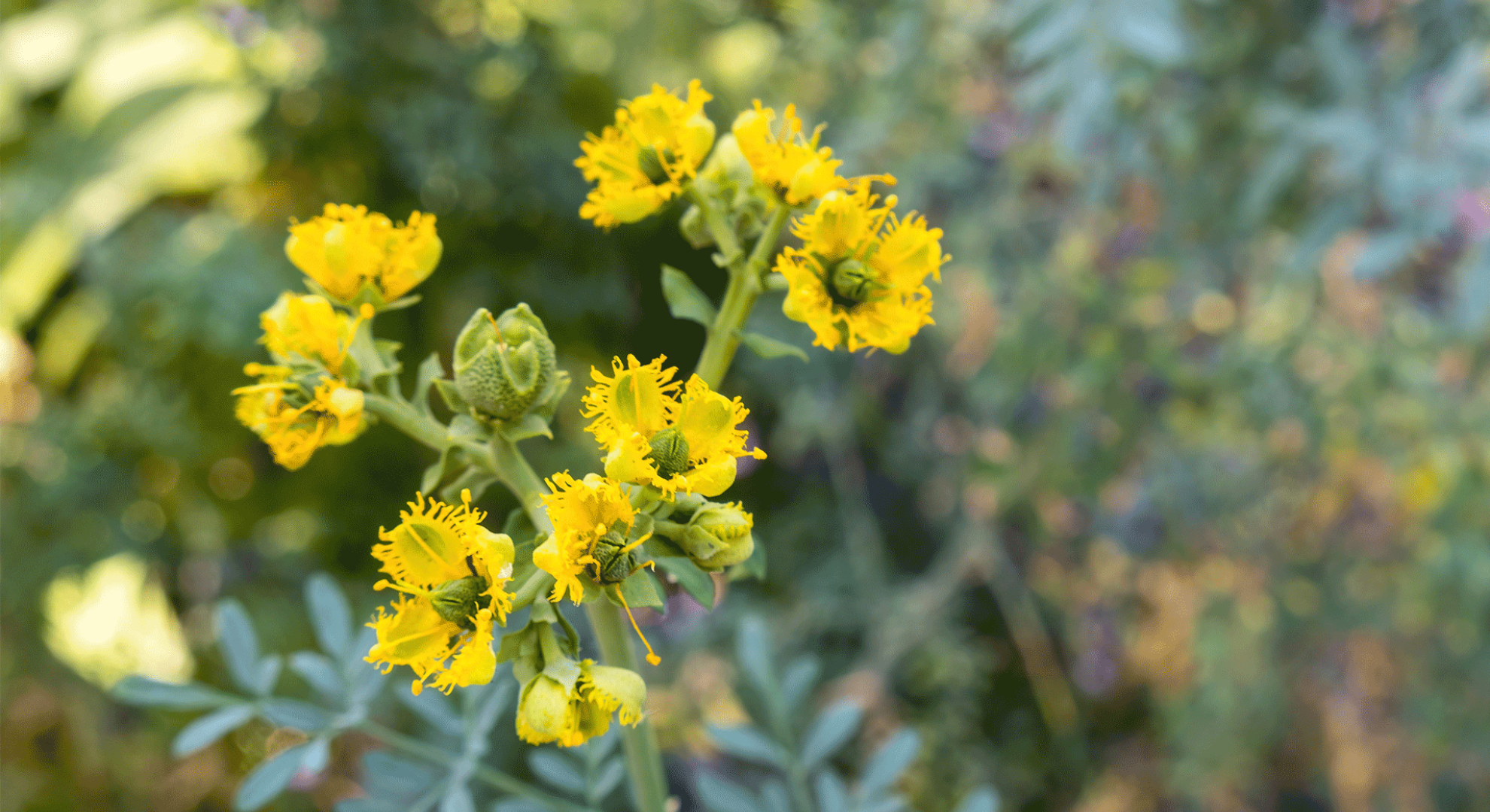 Ruta graveolens: a cosa serve e come usarla in fitoterapia e omeopatia