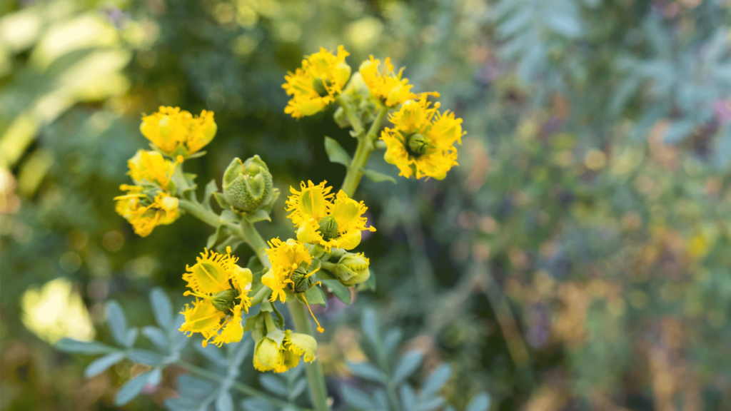 Ruta graveolens: a cosa serve e come usarla in fitoterapia e omeopatia