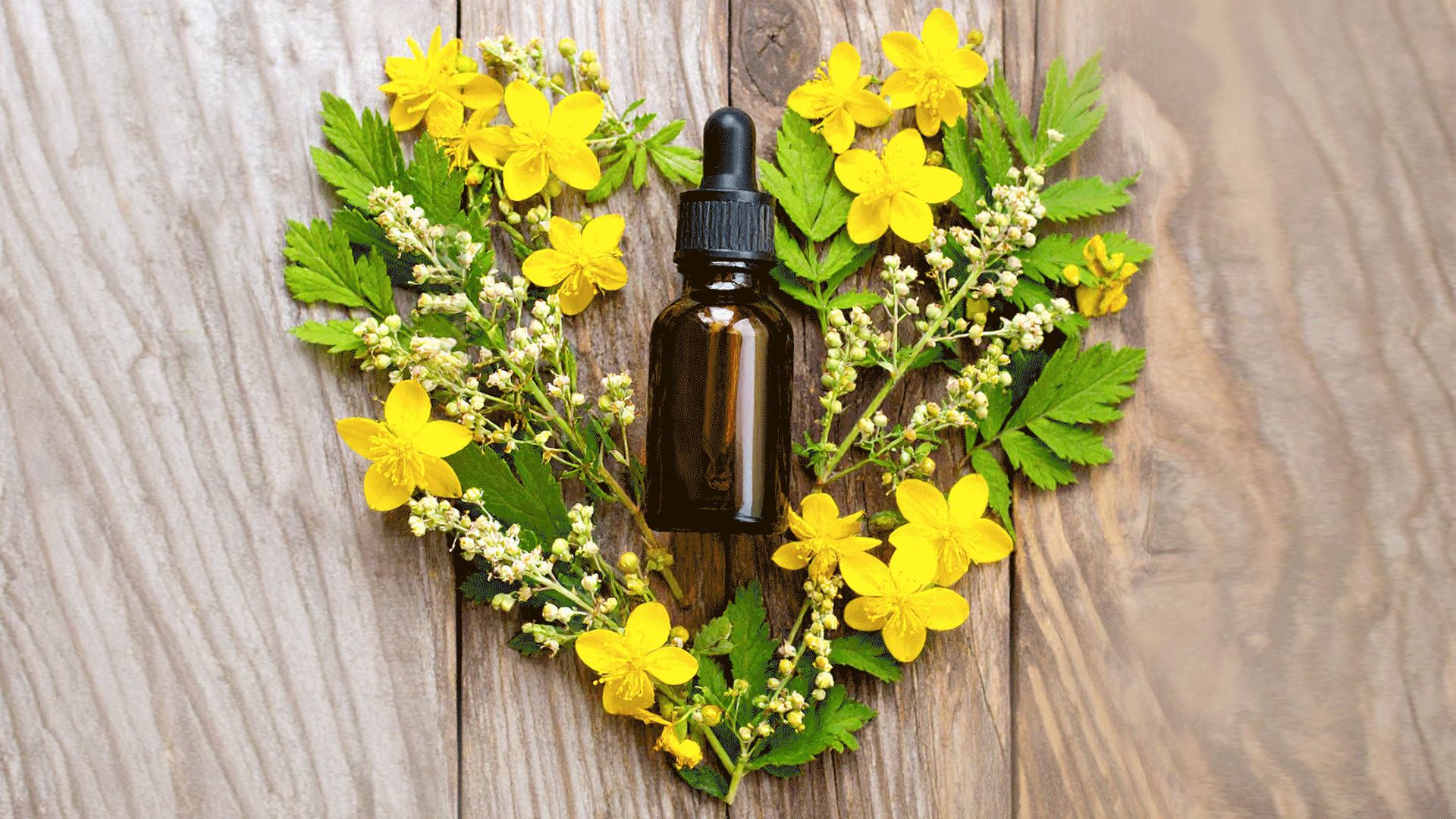 Agrimony, fiore di Bach: cos’è, a cosa serve, a chi è indicato, posologia