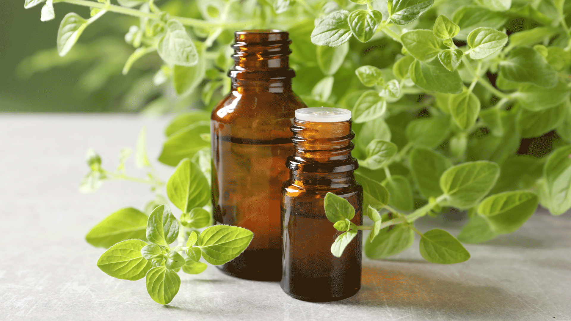 Olio essenziale di origano: cos’è, proprietà e come si usa
