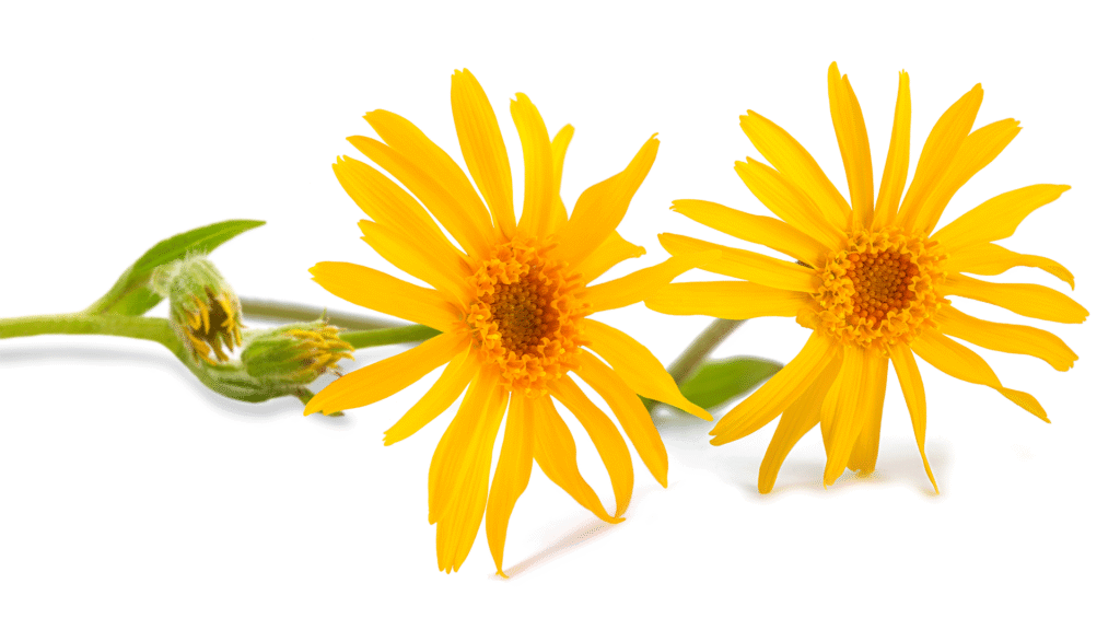 Arnica omeopatica: cos'è e a cosa serve