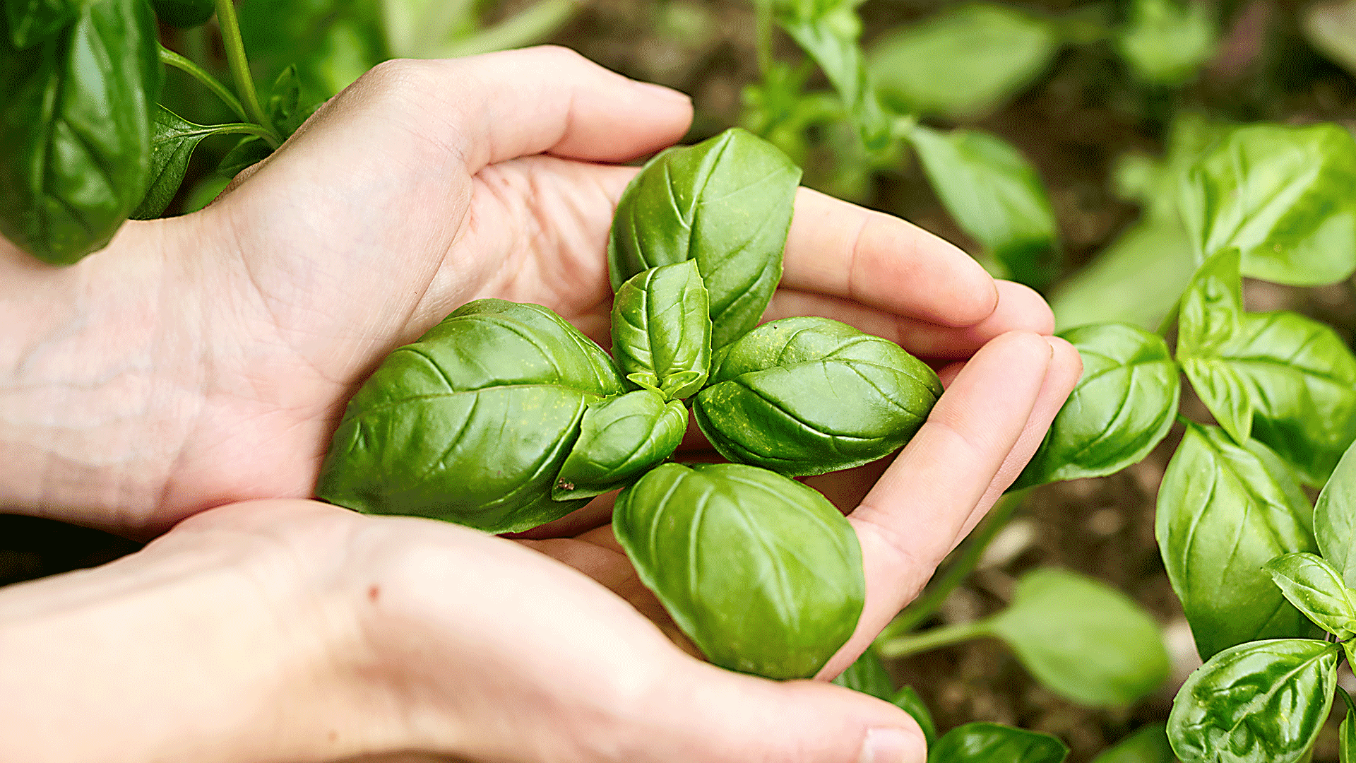 Proprietà del basilico: ecco i suoi 10 benefici e i modi d’uso